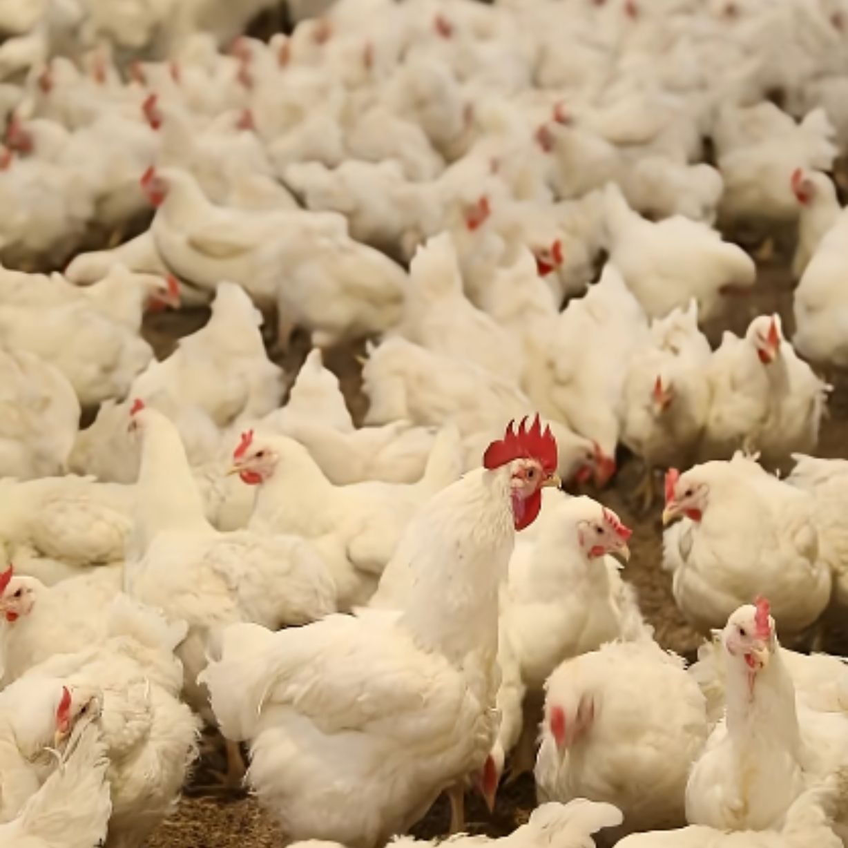Broyler toyuqlarının sürətlə böyüməyindəki həqiqət