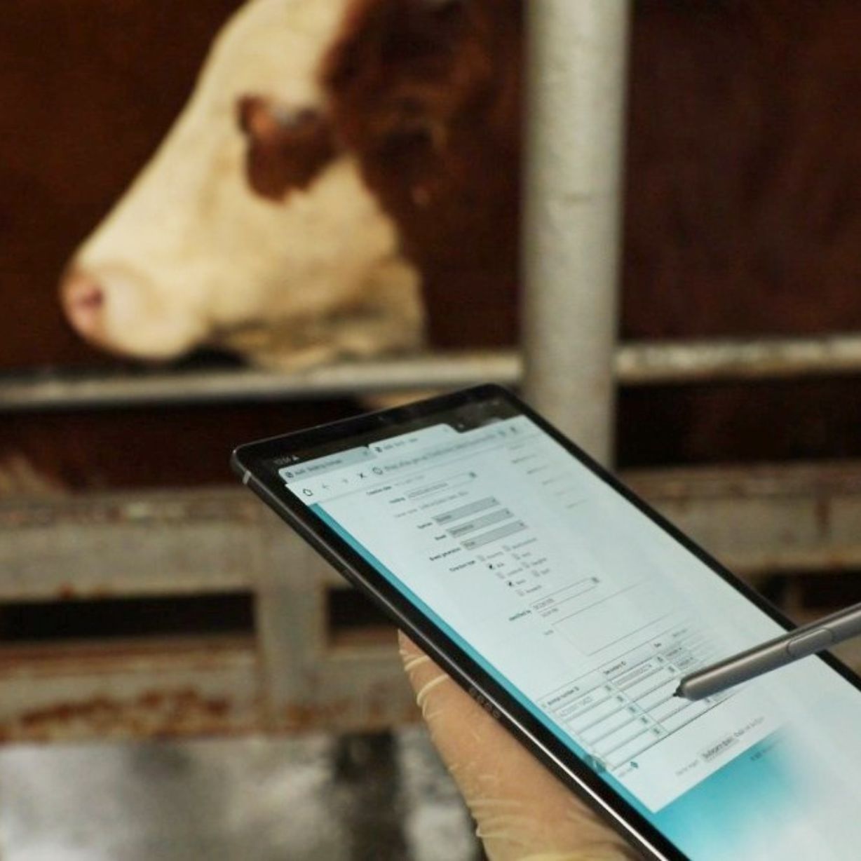 Heyvanların identifikasiyası heyvan mənşəli məhsulların “fermadan süfrəyədək” izlənilməsinə imkan yaradır