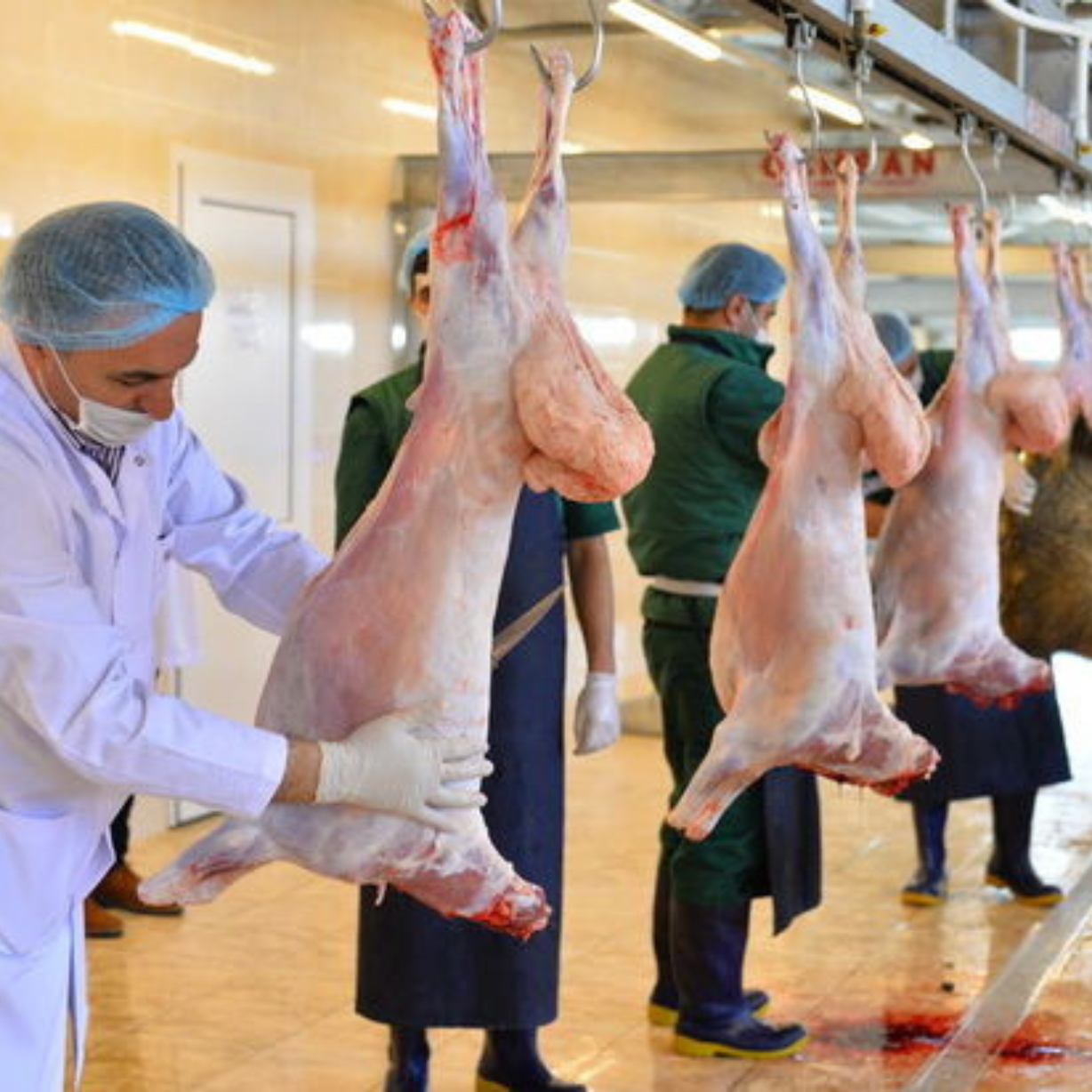 Qurban bayramı ilə əlaqədar təhlükəsiz heyvan kəsimi və satışına nəzarət gücləndirilib