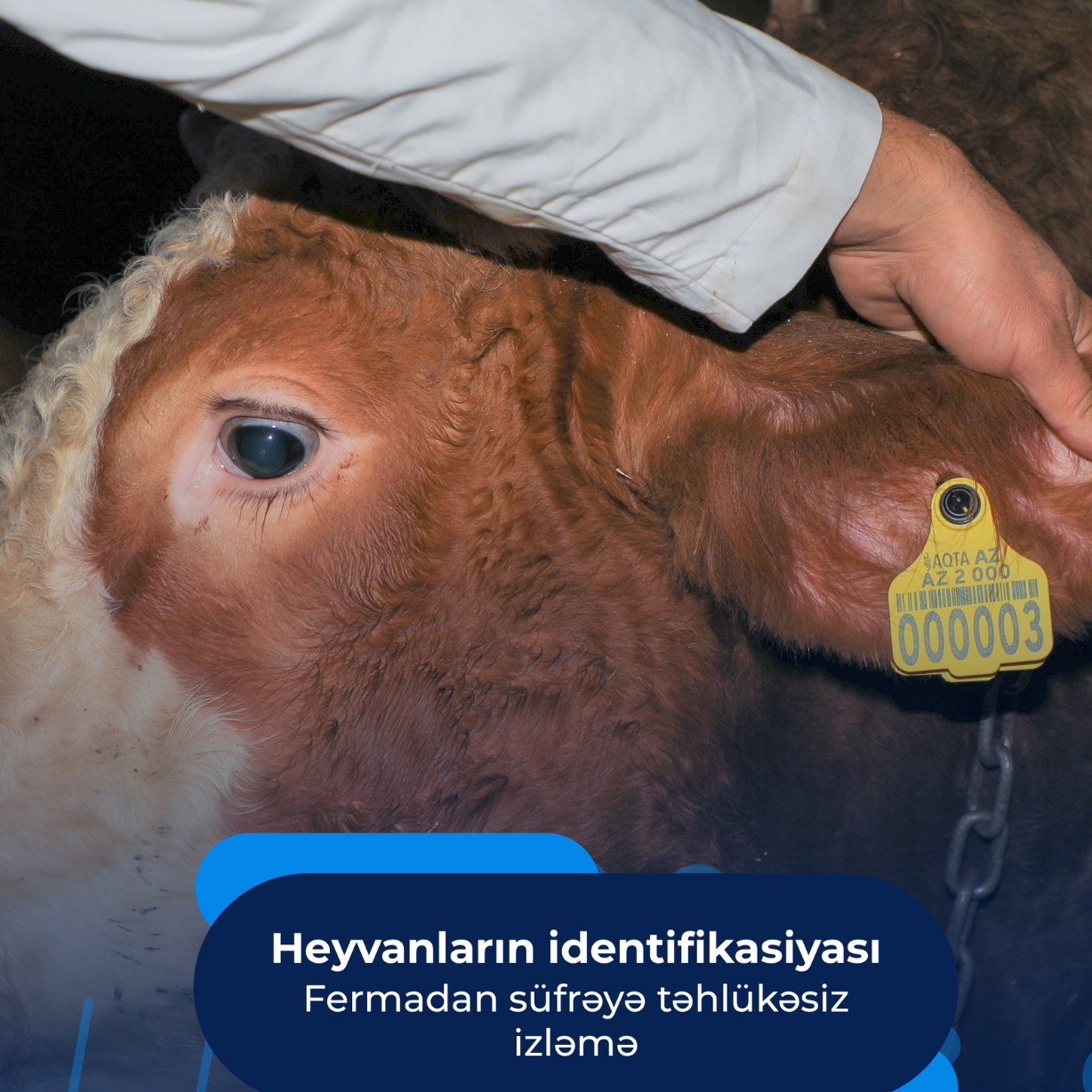 Heyvanların identifikasiyası: Fermadan süfrəyə təhlükəsiz izləmə