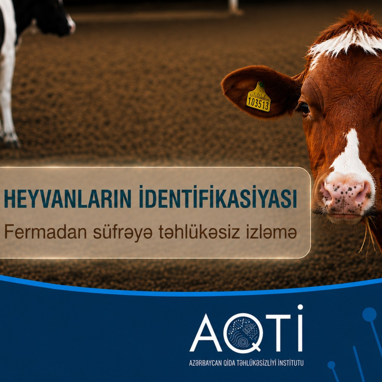 Heyvanların identifikasiyası: Fermadan süfrəyə təhlükəsiz izləmə
