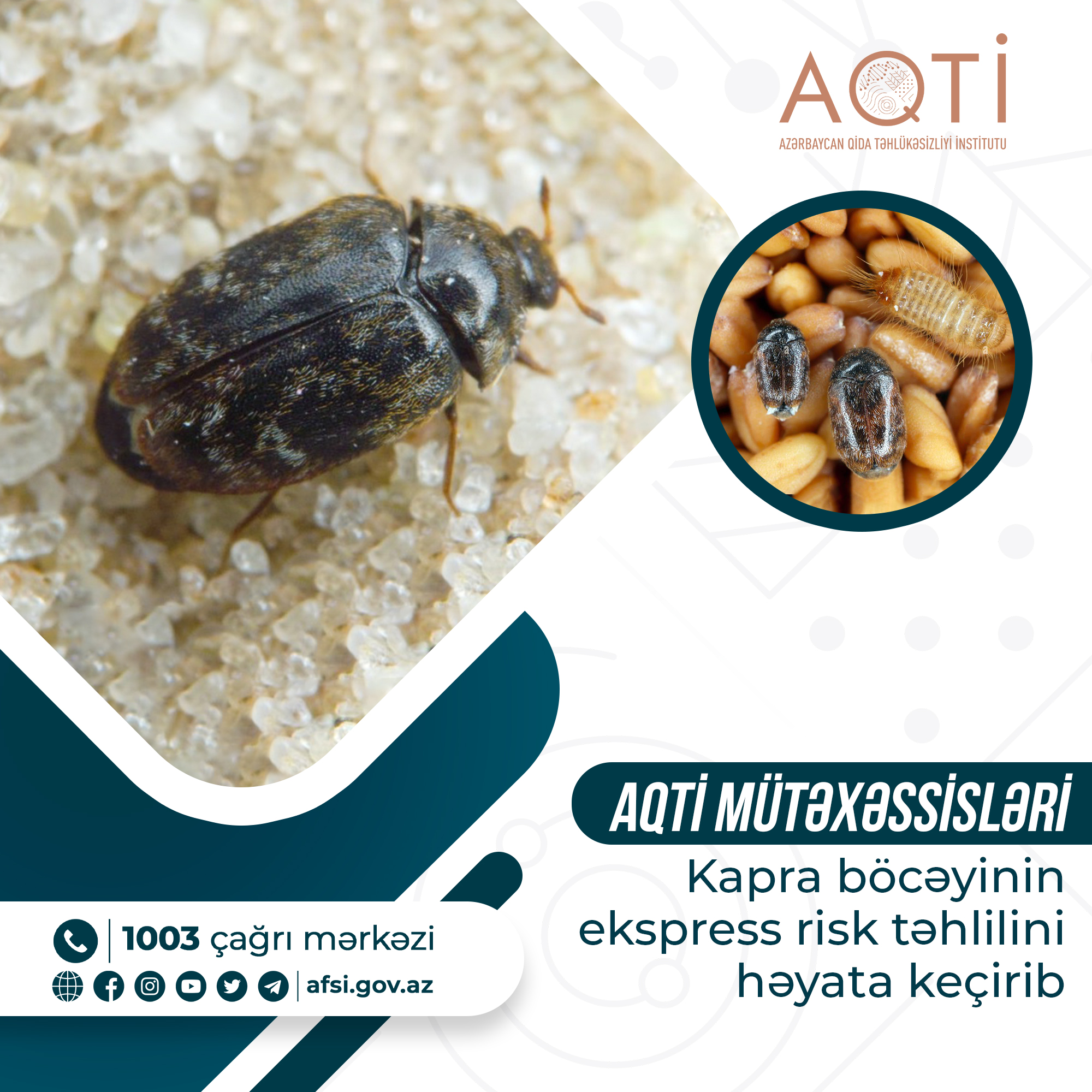 AQTİ mütəxəssisləri tərəfindən Kapra böcəyinin ekspress risk təhlili həyata keçirilib