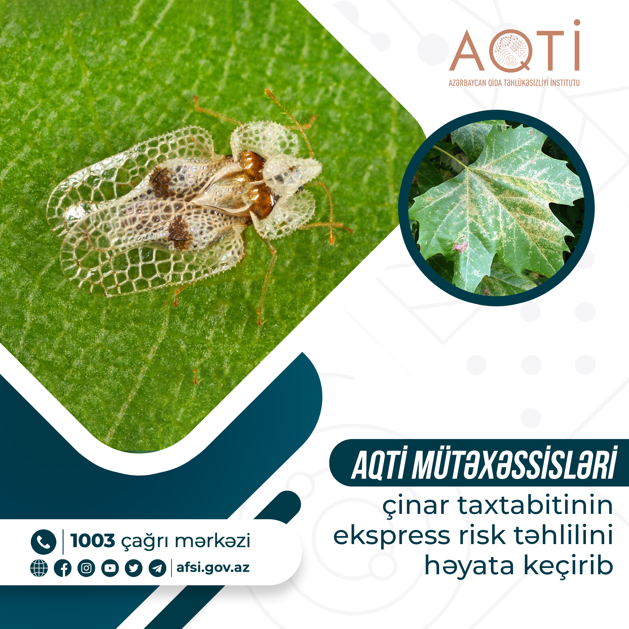 AQTİ-nin mütəxəssisləri çinar taxtabitinin ekspress risk təhlilini həyata keçirib