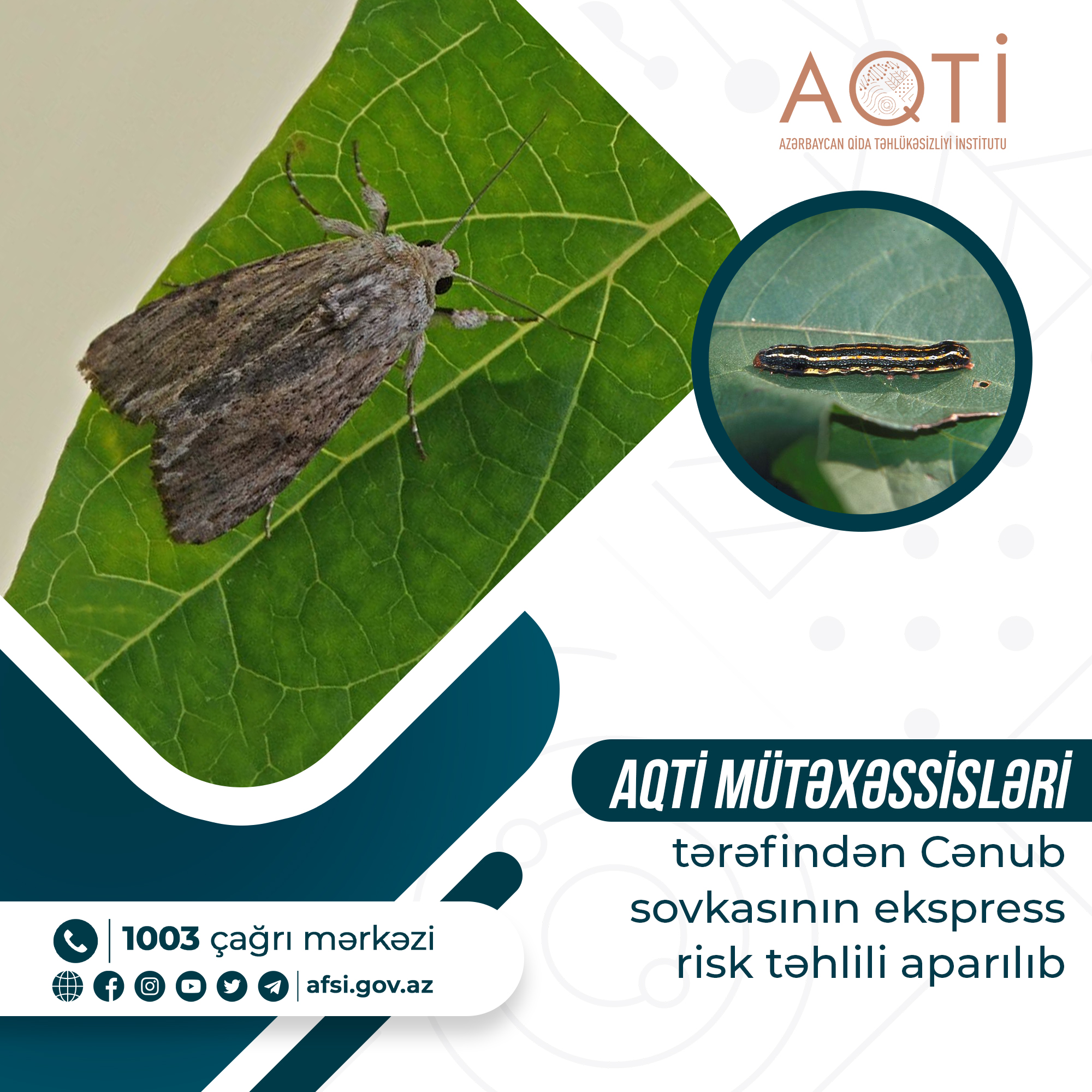 Cənub sovkasının ekspress risk təhlili aparılıb