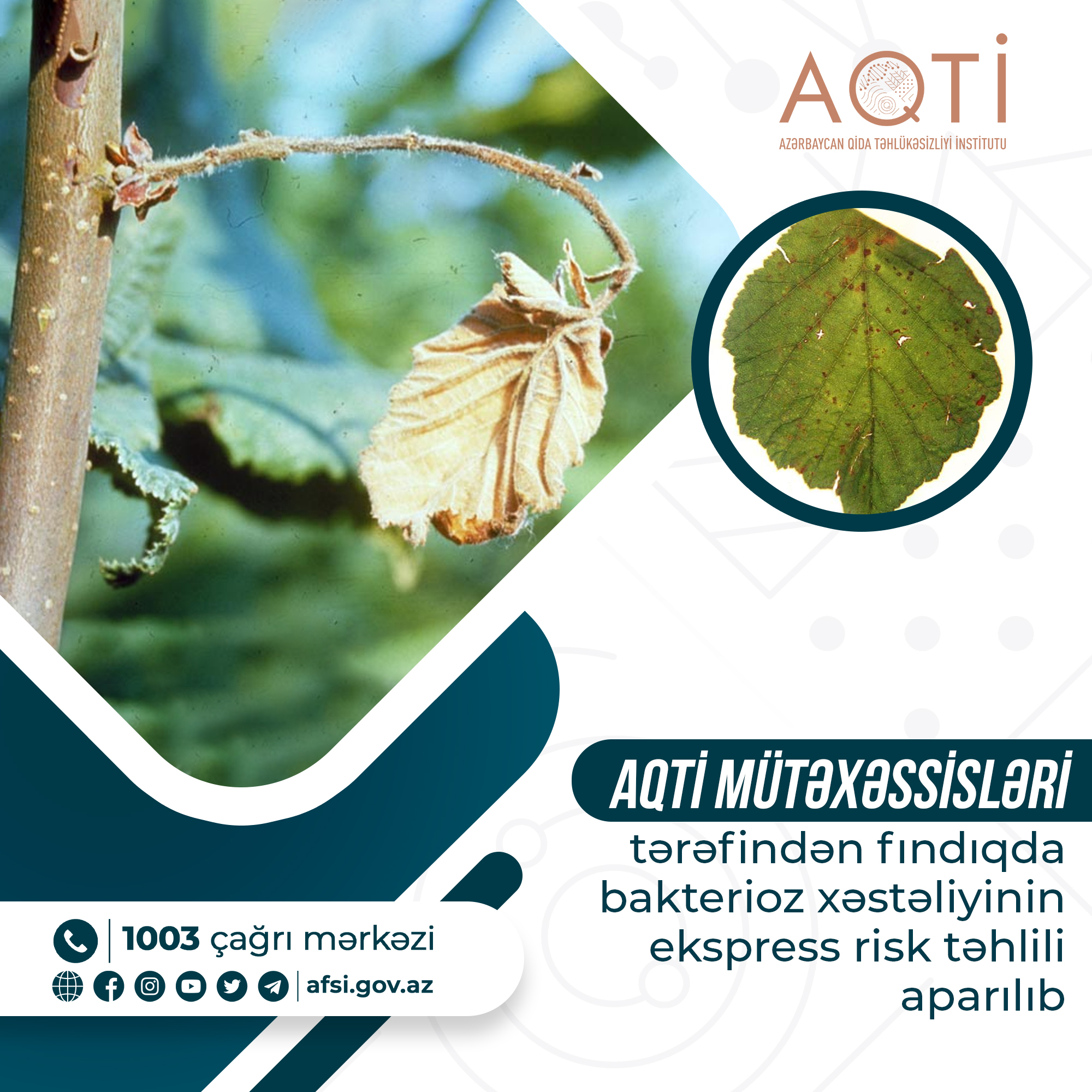 Fındıqda bakterioz xəstəliyinin ekspress risk təhlili aparılıb